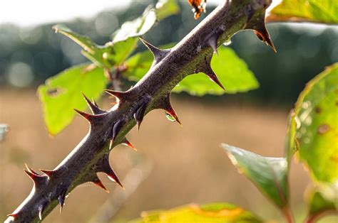 thorn
