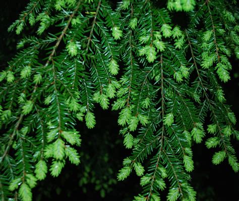 thornhemlock