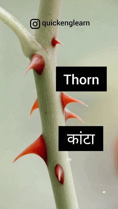 Thorns In Hindi