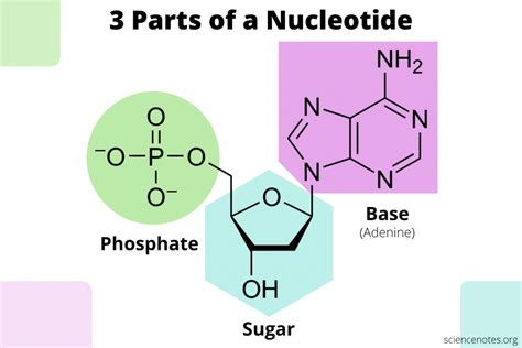 Three Components Of A Nucleotide