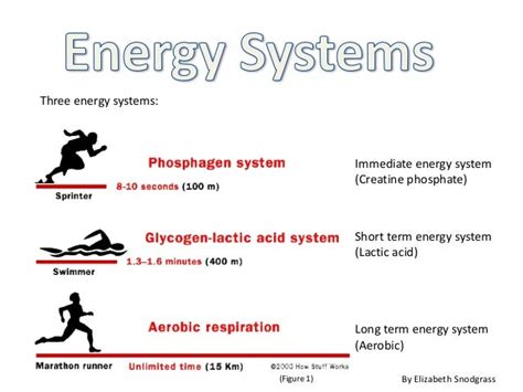 Three Energy Systems Of The Body