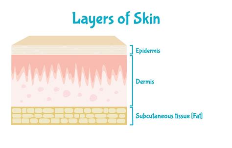 Three Layers Of Skin