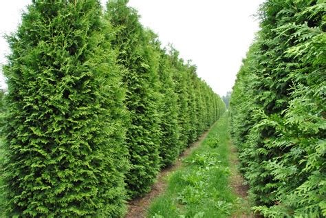 thuja brabant