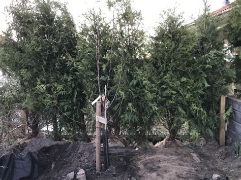 thuja brabant plantering