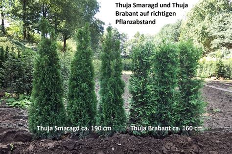 thuja brabant vs smaragd