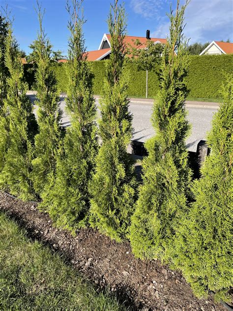 thuja smaragd hur snabbt