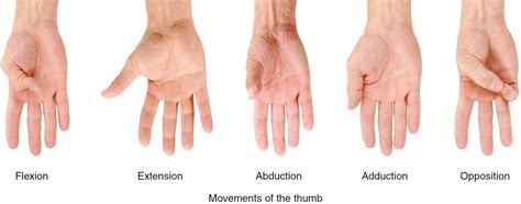 Thumb Movements Abduction