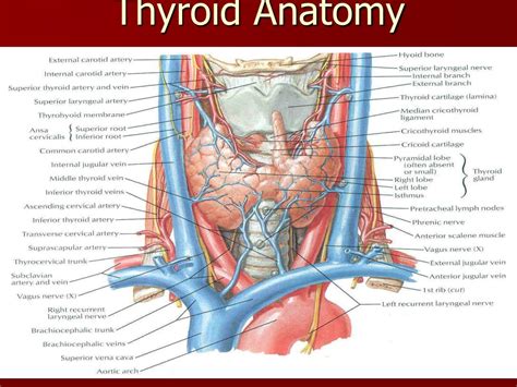 Thyroid Anatomy Ppt