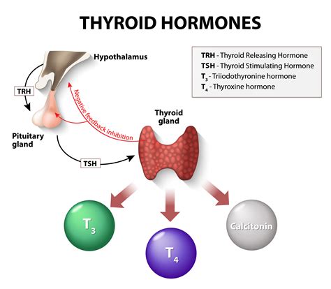 Thyroid Gland Hormones And Functions