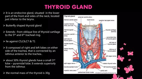 Thyroid Gland Ppt