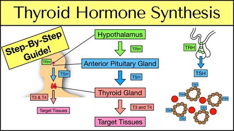 Thyroid Hormone Synthesis Steps