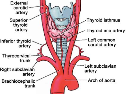 Thyroid Ima Artery