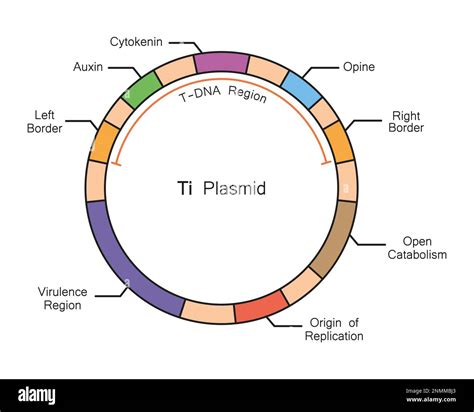 ti plasmid
