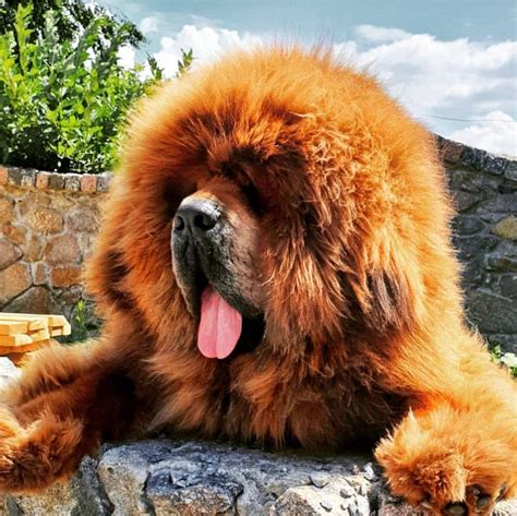 Tibetan Mastiff Wikipedia Tibetan Mastiff Biggest Dog In The World - Tibetan Mastiff Biggest Dog In The World