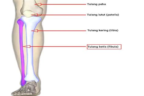 tibia adalah | Ha n in t Ha n in