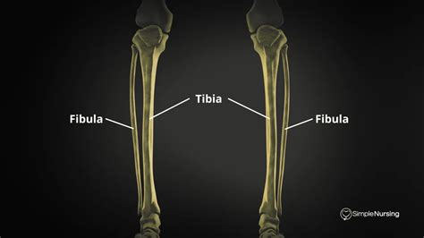 Tibia And Fibula
