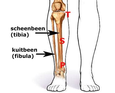 tibia breuk uitleg
