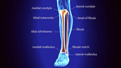 Tibia Y El Perone