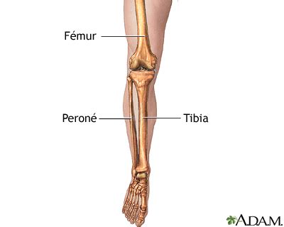 Tibia Y Perone
