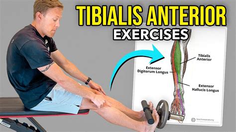 tibialis anterior exercises with weights