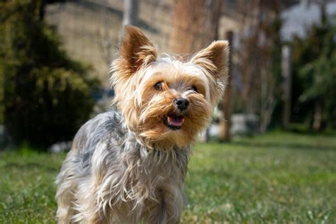 Tick Prevention For Yorkies