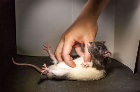Tickled Rats Reveal Brain Structure That Controls Laughter Tickle Science - Tickle Science