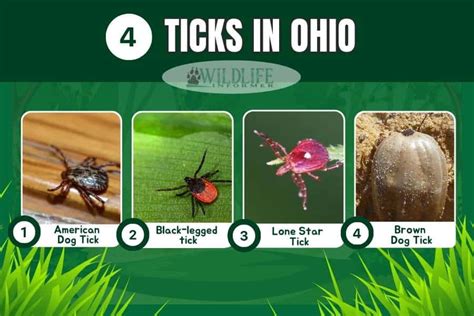ticks in ohio