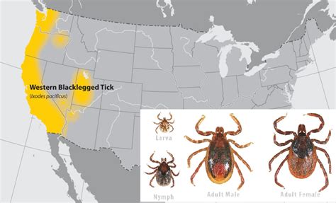 ticks in oregon