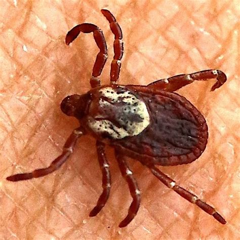 ticks in texas