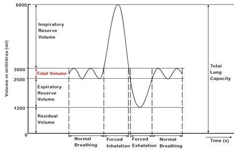 Tidal Volume Definition