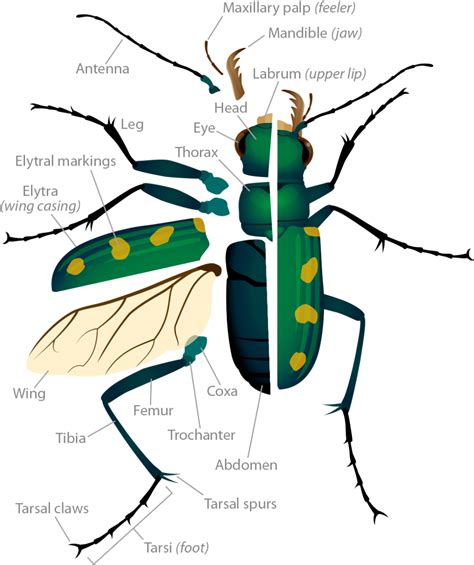 Tiger Beetle Anatomy Ask A Biologist Body Parts Of A Bug - Body Parts Of A Bug