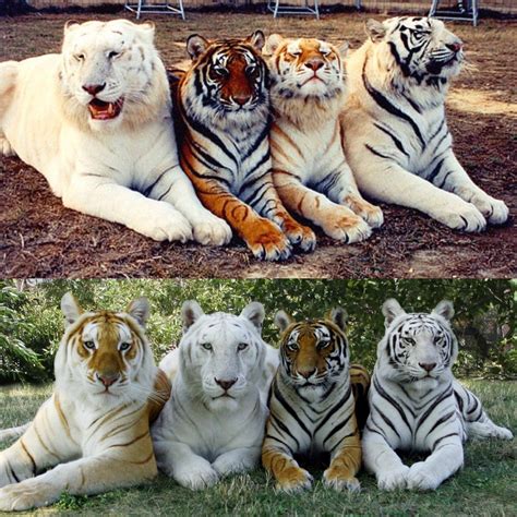 tiger colors