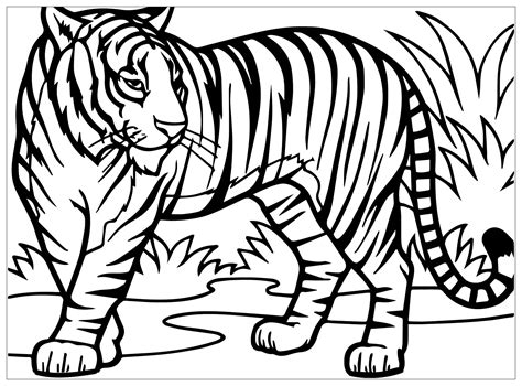 Tiger Colouring Printable Colouring Pages Of Tiger - Colouring Pages Of Tiger