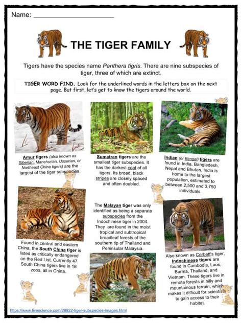 Tiger Facts Worksheets Diet Amp Habitat For Kids Veterans Day Research Worksheet - Veterans Day Research Worksheet
