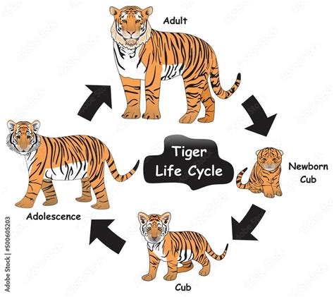 Tiger Life Cycle