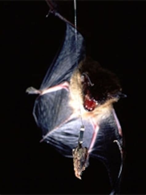 Tiger Moth Jams Bat Sonar Science Sonar Science - Sonar Science