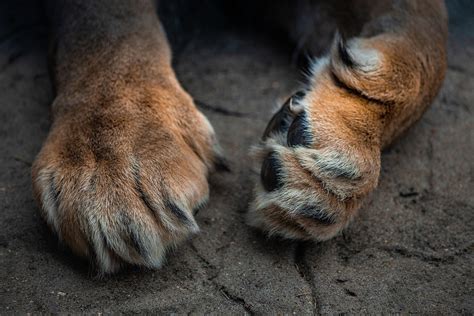 Tiger Paws Images