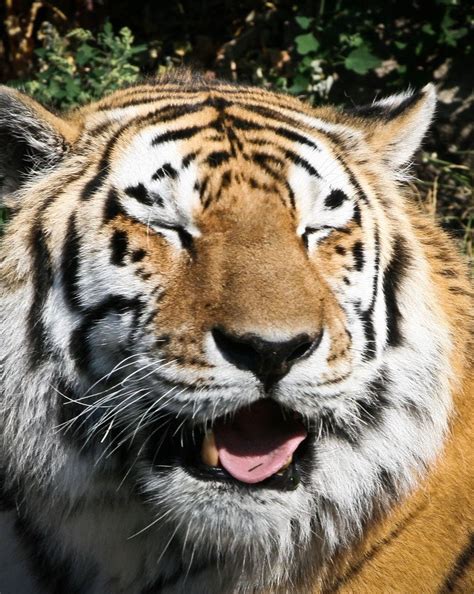 tiger smile