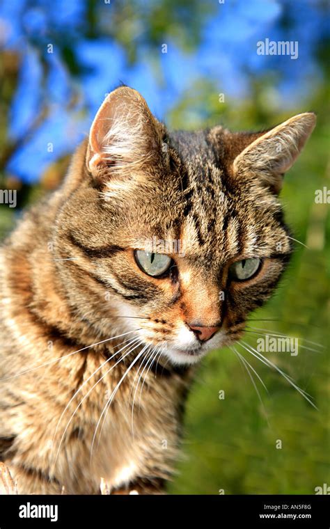 Tiger Striped Cat