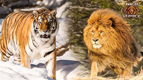 Tiger Vs A Lion