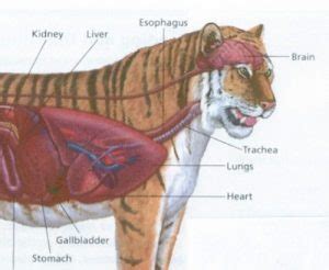 Read Tiger Lung 