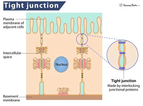 Tight Junctions
