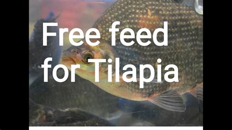 Read Tilapia Farming Guide 