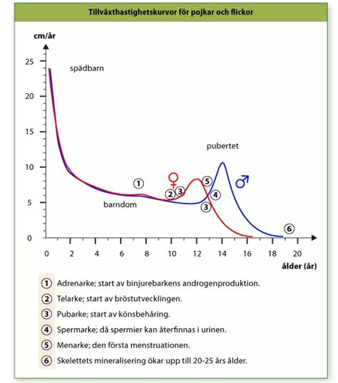 tillväxt pubertet pojkar