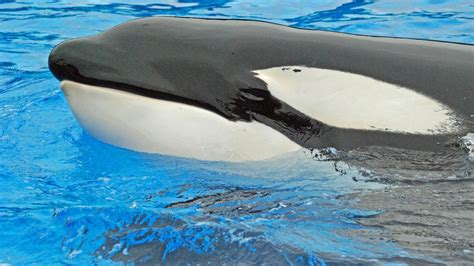 Tilly The Orca