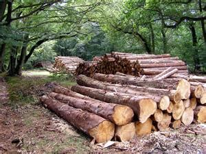 Timber Yielding Plants