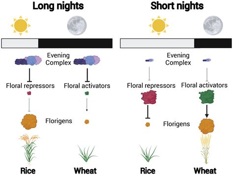 Time To Flower Interplay Between Photoperiod And The Caterpillar Plus Flower Time Clock - Caterpillar Plus Flower Time Clock