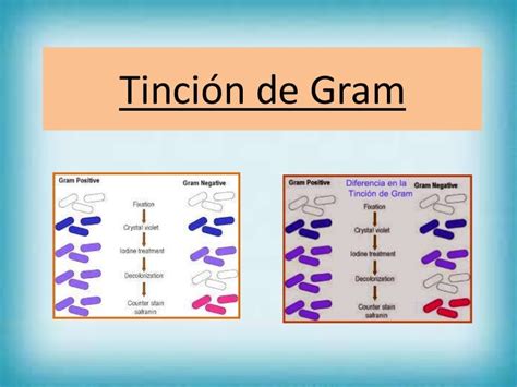 Tinción De Gram