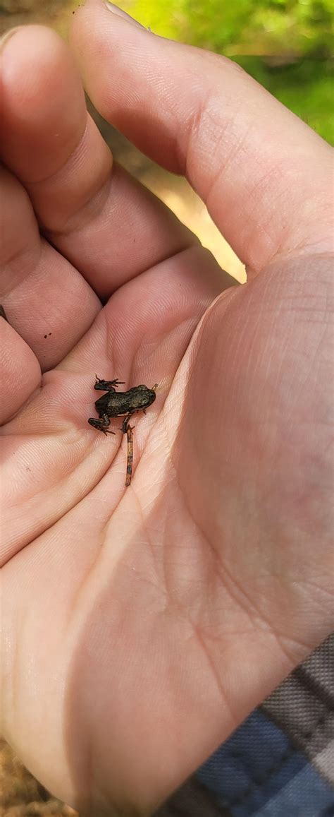 Tiny Chinese Weeny