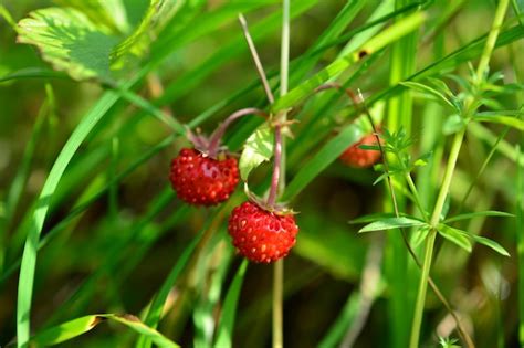 tiny strawberries in grass